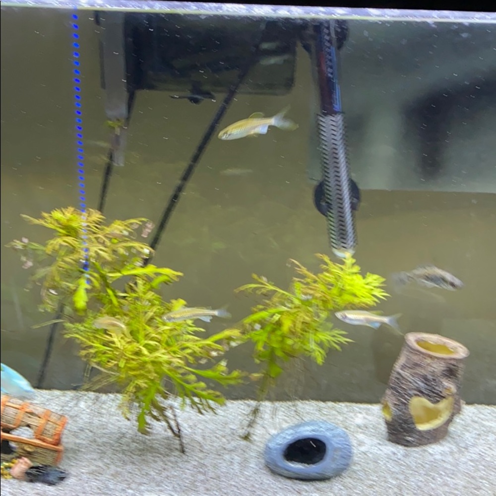 Fish